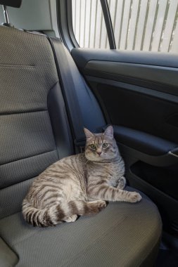 Güzel gri çizgili yetişkin bir kedi arabanın yolcu koltuğunda oturuyor.