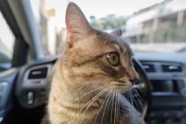 Güzel gri çizgili yetişkin bir kedi arabanın yolcu koltuğunda oturuyor.