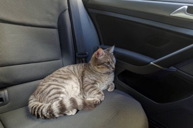 Güzel gri çizgili yetişkin bir kedi arabanın yolcu koltuğunda oturuyor.