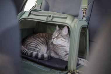 Arabanın yolcu koltuğunda evcil hayvan taşıyan kedi.