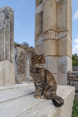 Efes harabelerinin önünde taş üstünde oturan kedi, Selcuk, Türkiye