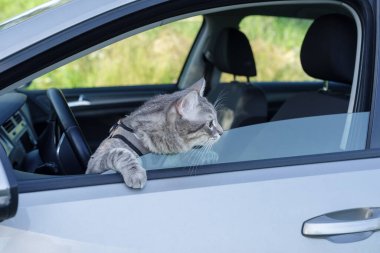 Arabasında koşum takımı takan çizgili bir kedi pencereden yola bakıyor.