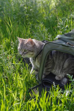 Gri bir tekir kedi, bir açık hava ortamını keşfetmek için hayvan taşıyıcısından dışarı bakıyor.