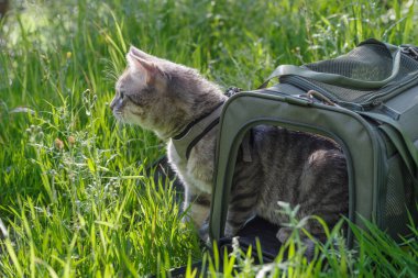 Gri bir tekir kedi, bir açık hava ortamını keşfetmek için hayvan taşıyıcısından dışarı bakıyor.