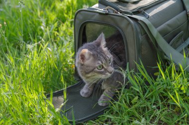 Gri bir tekir kedi, bir açık hava ortamını keşfetmek için hayvan taşıyıcısından dışarı bakıyor.