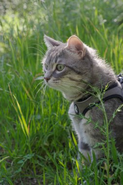 Kedi kurşun ve koşum takımı takıp çimlerin üzerinde yürüyüşe çıkıyor.