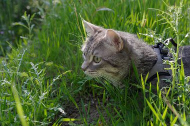 Kedi kurşun ve koşum takımı takıp çimlerin üzerinde yürüyüşe çıkıyor.