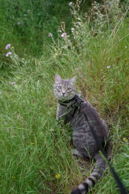 Dışarıda, Gras 'da yürürken tasma takan yerli tekir kedi.