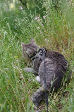Dışarıda, Gras 'da yürürken tasma takan yerli tekir kedi.