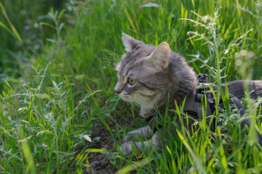 Kedi kurşun ve koşum takımı takıp çimlerin üzerinde yürüyüşe çıkıyor.
