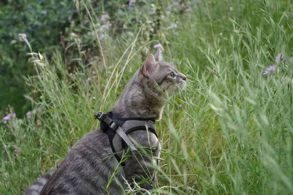 Dışarıda, Gras 'da yürürken tasma takan yerli tekir kedi.