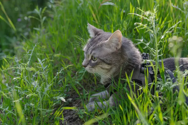 Kedi kurşun ve koşum takımı takıp çimlerin üzerinde yürüyüşe çıkıyor.