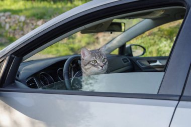 Evcil bir tekir kedi pencereden yola bakıyor.