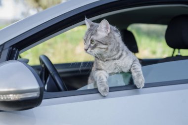 Evcil bir tekir kedi pencereden yola bakıyor.