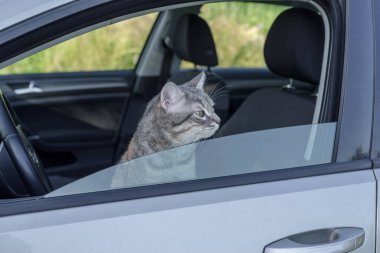 Evcil bir tekir kedi pencereden yola bakıyor.