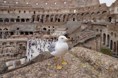 İtalya, Roma 'da Colosseum' da poz veren bir martı.