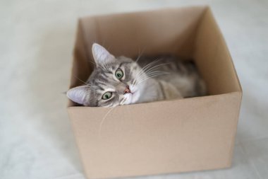 Sevimli bir uskumru kedi evdeki bir karton kutunun içinde rahatlıyor.