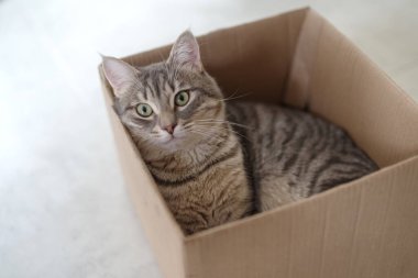 Sevimli bir uskumru kedi evdeki bir karton kutunun içinde rahatlıyor.