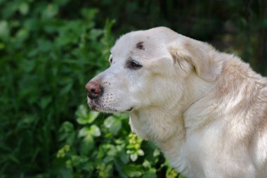 15 yaşındaki Labrador köpeği. Yakından.