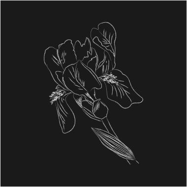 Siyah arkaplanda Narcissus 'un el çizimi çizimi.