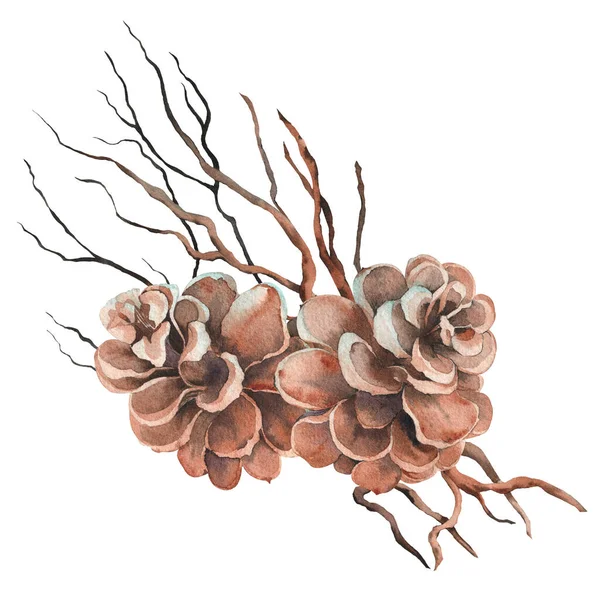 stock image Pine cones and dry twigs arrangement. Watercolor illustration isolated on white background.