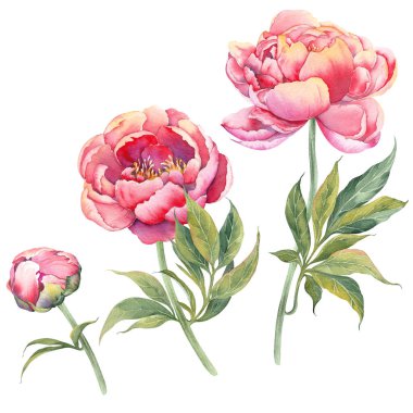 Pink peony floral set. Watercolor illustration isolated on white background.