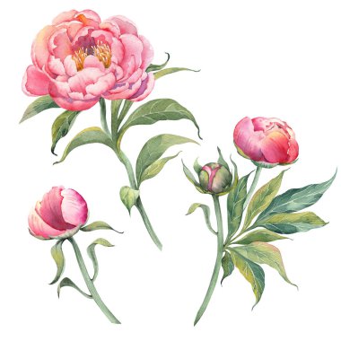 Pembe şakayık tomurcukları ve çiçekler. Suluboya çizimi beyaz arkaplanda izole edildi.