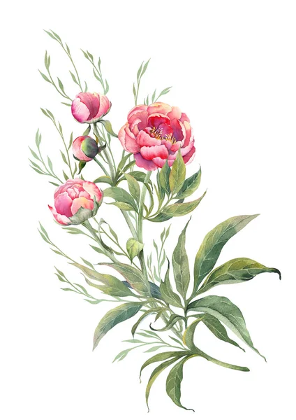 Watercolor Pink Peony Branch Buds Leaves Illustration Isolated White Background — Stok fotoğraf