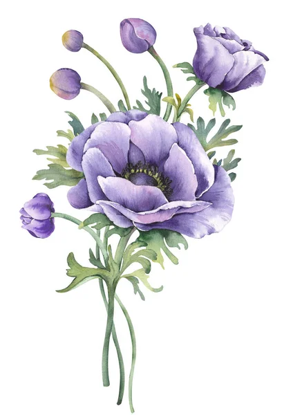 Lila Anemon Blommor Delikat Bukett Illustration Isolerad Vit Bakgrund — Stockfoto
