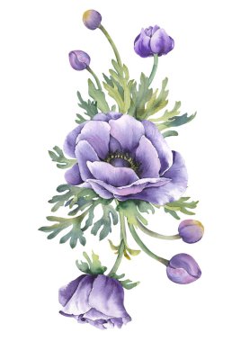Mor şakayık çiçekleri narin buketler. Suluboya çizimi beyaz arkaplanda izole edildi.