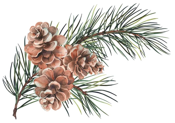 Kerst Dennen Takken Met Kegels Aquarelillustratie Geïsoleerd Witte Achtergrond — Stockfoto