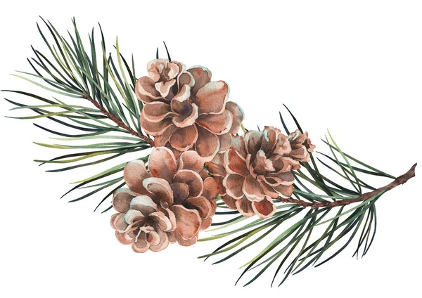 Forest Pine Branches Cones Watercolor Illustration White Background — Stock Photo, Image