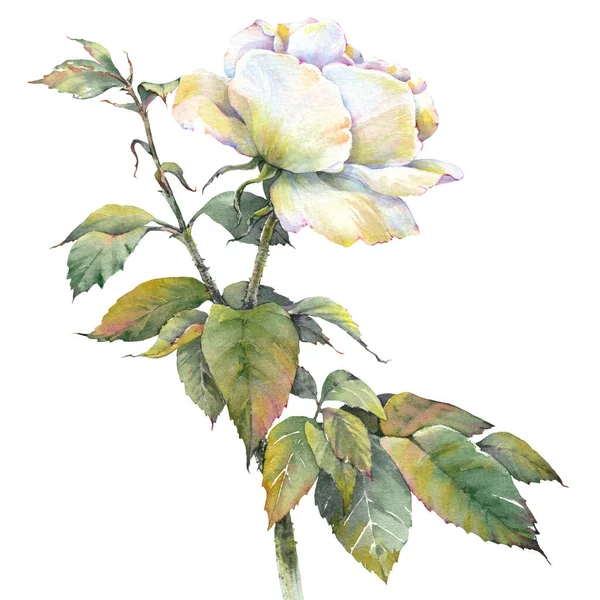 Fehér Évjárat Rózsa Elszigetelt Szimpla Virágcsipesz Művészet Botanikus Kézzel Rajzolt — Stock Fotó