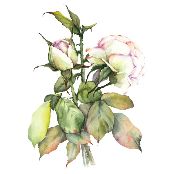 Fehér Évjárat Rózsa Ágak Izolált Virágcsipesz Művészet Botanikus Kézzel Rajzolt — Stock Fotó