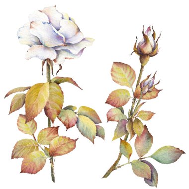 Suluboya beyaz mahsul güller. Davetiye, düğün, doğum günü veya yıldönümü kartları tasarım elementleri.