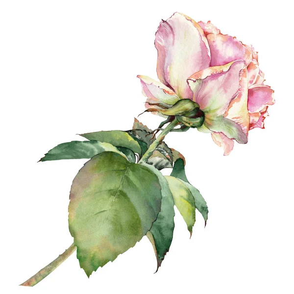 Vintage rose flower. Isolated single flower clip art. Botanical hand drawn watercolor illustration.
