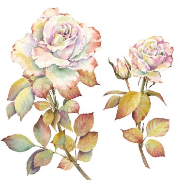 Suluboya beyaz mahsul güller. Davetiye, düğün, doğum günü veya yıldönümü kartları tasarım elementleri.