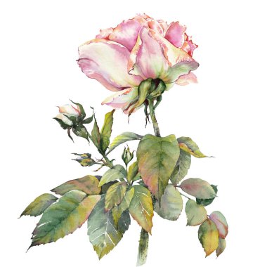 Suluboya pembe gül çiçeği. İzole çiçek tokası sanatı. Botanik el çizimi çizimi.