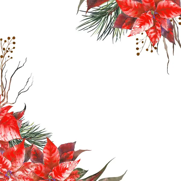 Christmas card with red star flowers and pine branches. Hand painted watercolor illustration.