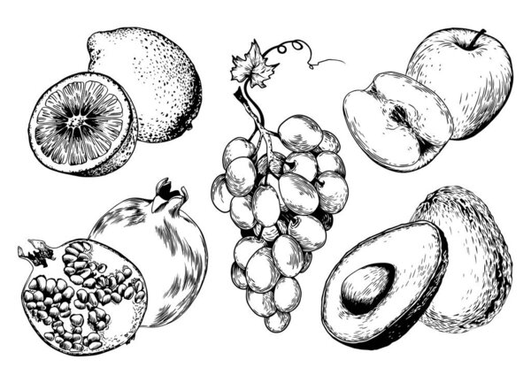 Set of grapes, pomegranate, avocado, apple and lemon fruits. Vector hand drawn illustration.