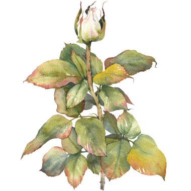 Yeşil yapraklı beyaz gül tomurcuğu. İzole tasarım öğesi. Botanik el çizimi suluboya çizimi.