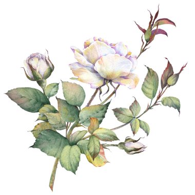Beyaz gül çiçek dalları. İzole tasarım öğesi. Botanik el çizimi suluboya çizimi.
