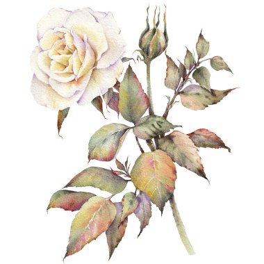 Beyaz gül çiçekleri. İzole tasarım öğesi. Botanik el çizimi suluboya çizimi.