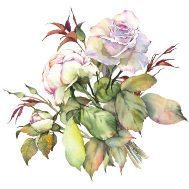 Beyaz gül çiçeklerinin suluboya resmi. İzole edilmiş çiçek tokası sanatı. Botanik el çizimi çizimi.