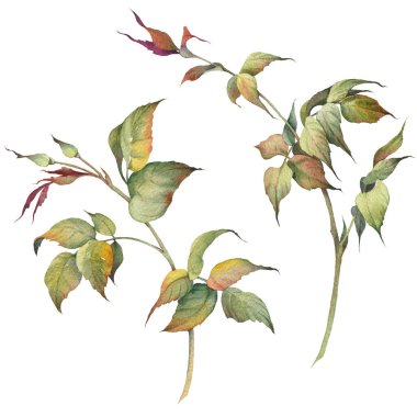 Gül çalılarının genç filizleri. Suluboya gül tomurcukları ve dallar. Botanik el çizimi çizimi.