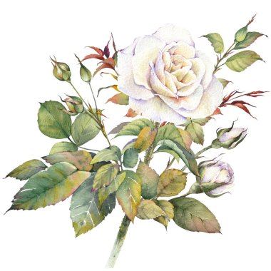 Beyaz gül çiçeği ve tomurcukları. İzole tasarım öğesi. Botanik el boyası suluboya çizimi.