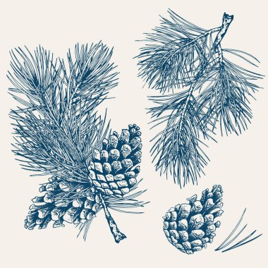 Ormanın çam dalları ve kozalakları. El çizimi vektör çizimi. Mavi gölge koleksiyonu.