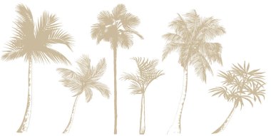 Tropik palmiye ağaçları. Beyaz arkaplanda izole edilmiş vektör botanik ögeler.