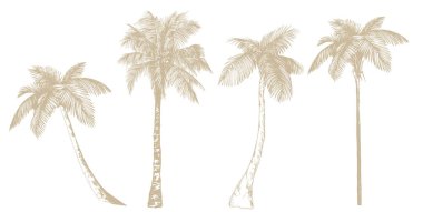 Tropik palmiye ağaçları. Beyaz arkaplanda izole edilmiş vektör elementleri. El çizimi sanat.
