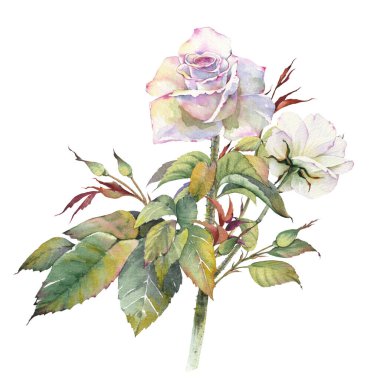 Beyaz gül çiçeği ve tomurcukları. İzole tasarım öğesi. Botanik el boyası suluboya çizimi.